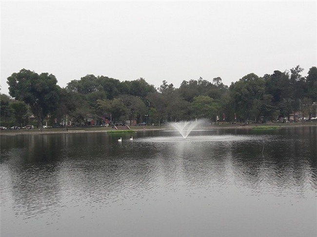 Sau Tết đàn thiên nga ở Hà Nội có biểu hiện “lạ”? - Ảnh 1.