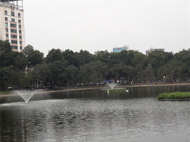 Sau Tết đàn thiên nga ở Hà Nội có biểu hiện “lạ”? - Ảnh 2.