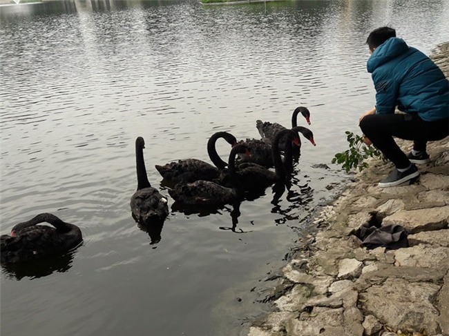 Sau Tết đàn thiên nga ở Hà Nội có biểu hiện “lạ”? - Ảnh 4.