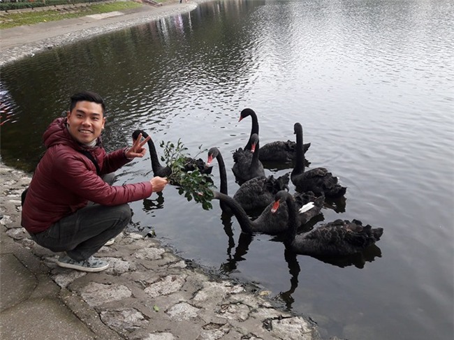 Sau Tết đàn thiên nga ở Hà Nội có biểu hiện “lạ”? - Ảnh 6.