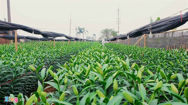 Nông dân Tây Tựu: ‘Kêu gọi giải cứu hoa ly, thương lái về ép giá’