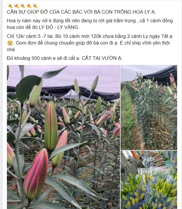 Nông dân Tây Tựu: ‘Kêu gọi giải cứu hoa ly, thương lái về ép giá’