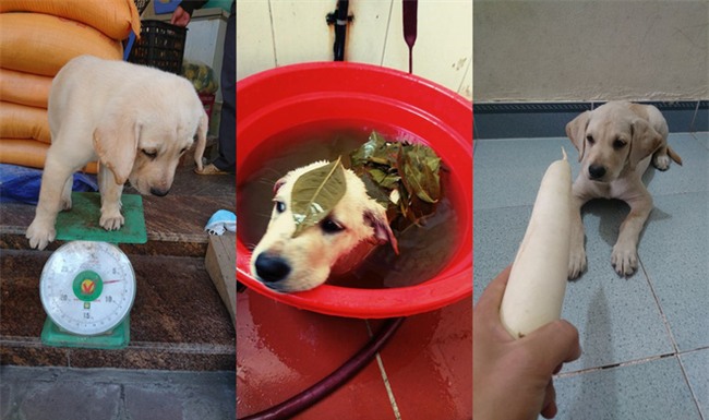 Chú chó nổi nhất MXH: Giải Toán siêu hay, có người quản lý hình ảnh riêng - Ảnh 1.