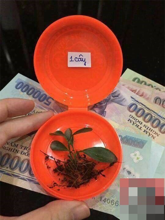 Ngày vía thần tài, dân mạng nô nức chia sẻ thành quả đi mua vàng sau nửa ngày - Ảnh 1.