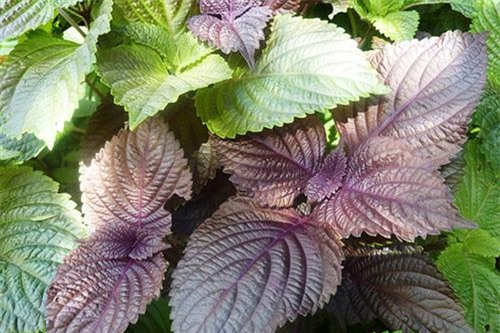 la con gai nhat dinh phai biet 2 cach lam trang da toan than tu nhien ma cuc re nay - 2