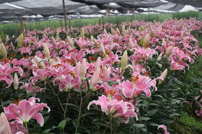 Hà Nội: Nông dân Tây Tựu ngậm ngùi nhìn hoa ly tàn đúng lúc tăng giá - Ảnh 2.