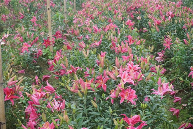 Hà Nội: Nông dân Tây Tựu ngậm ngùi nhìn hoa ly tàn đúng lúc tăng giá - Ảnh 11.