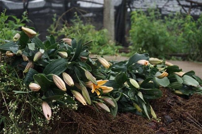 Hà Nội: Nông dân Tây Tựu ngậm ngùi nhìn hoa ly tàn đúng lúc tăng giá - Ảnh 12.