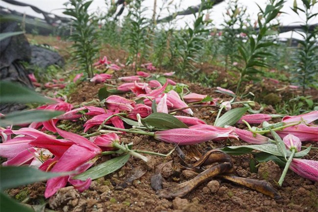 Hà Nội: Nông dân Tây Tựu ngậm ngùi nhìn hoa ly tàn đúng lúc tăng giá - Ảnh 3.