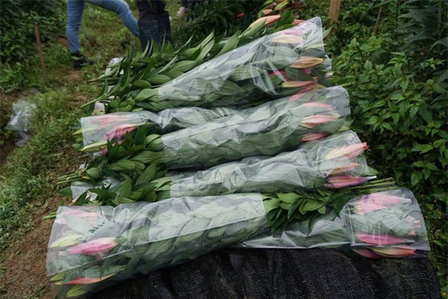 28459027_1150149745119522_445925542_n