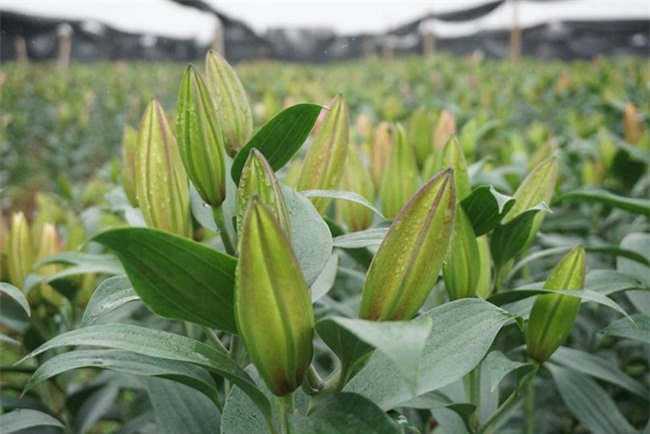 Hà Nội: Nông dân Tây Tựu ngậm ngùi nhìn hoa ly tàn đúng lúc tăng giá - Ảnh 6.