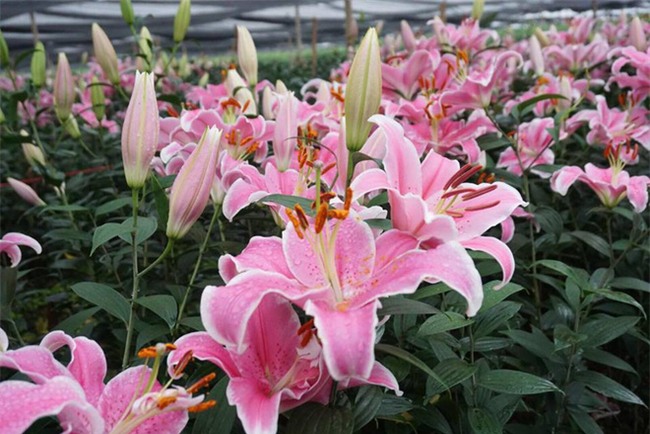 Hà Nội: Nông dân Tây Tựu ngậm ngùi nhìn hoa ly tàn đúng lúc tăng giá - Ảnh 7.