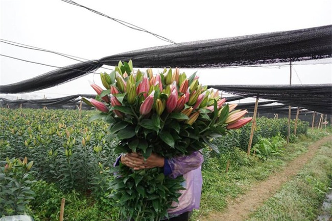 Hà Nội: Nông dân Tây Tựu ngậm ngùi nhìn hoa ly tàn đúng lúc tăng giá - Ảnh 8.