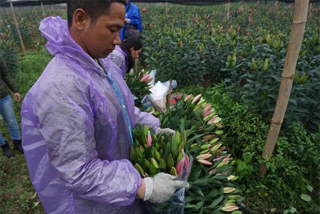 Hà Nội: Nông dân Tây Tựu ngậm ngùi nhìn hoa ly tàn đúng lúc tăng giá - Ảnh 9.
