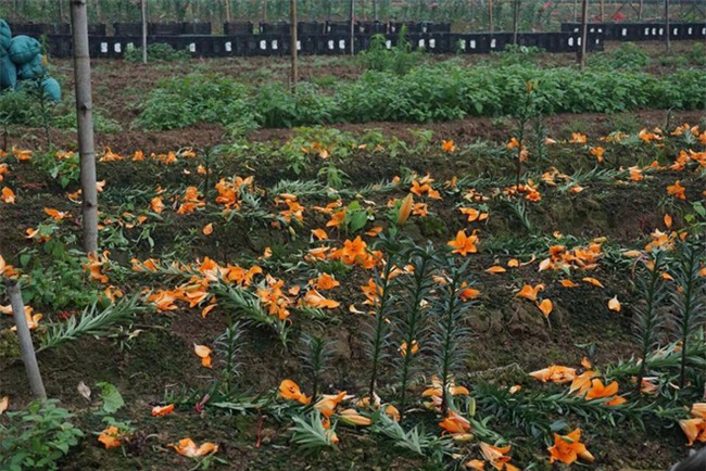 Hà Nội: Nông dân Tây Tựu ngậm ngùi nhìn hoa ly tàn đúng lúc tăng giá - Ảnh 10.