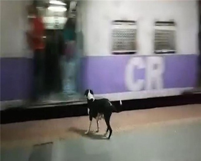 cau chuyen cam dong ve chu cho cu 23h dem lai ra ga tau lam mot dieu la lung - 1