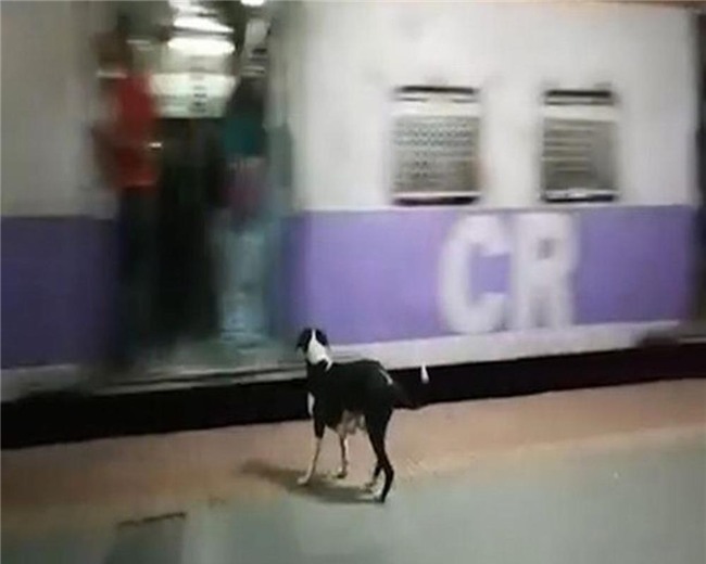 cau chuyen cam dong ve chu cho cu 23h dem lai ra ga tau lam mot dieu la lung - 2