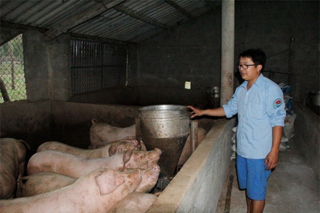 lam giau o nong thon: trai tre 8x bo nghe bao ve que nuoi lon, ga hinh anh 2