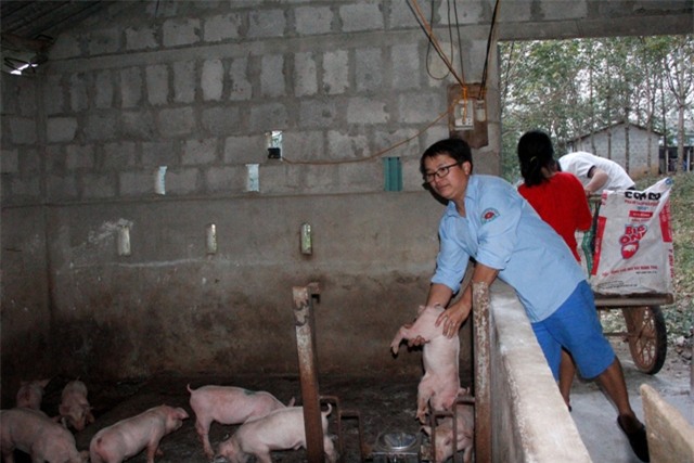 lam giau o nong thon: trai tre 8x bo nghe bao ve que nuoi lon, ga hinh anh 3