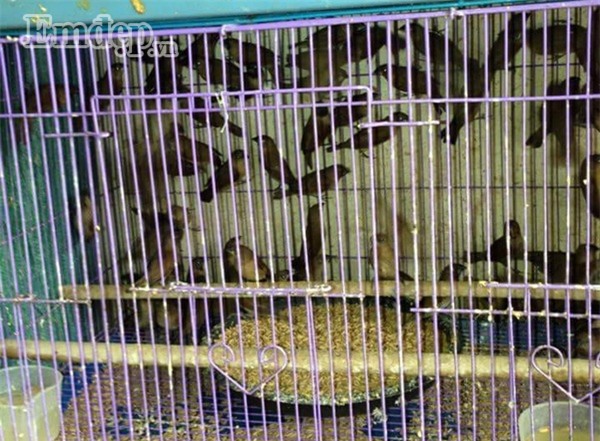 Thị trường đồ phóng sinh Rằm tháng Giêng: Đắt đến mấy vẫn có người mua