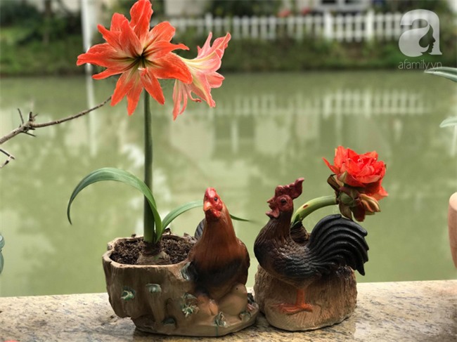 Khu vườn có đến hơn 300 gốc hoa Lan huệ đẹp như chốn thiên đường của người phụ nữ Hà Thành - Ảnh 14.