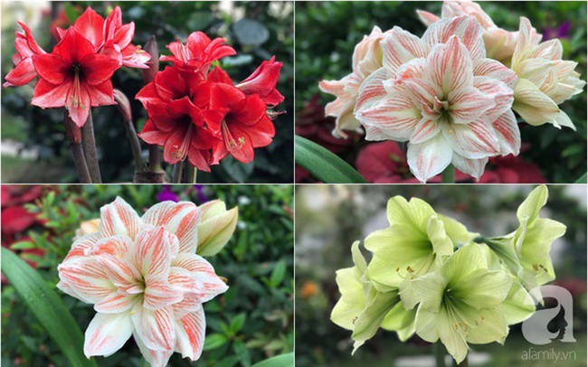 Khu vườn có đến hơn 300 gốc hoa Lan huệ đẹp như chốn thiên đường của người phụ nữ Hà Thành - Ảnh 15.