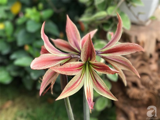 Khu vườn có đến hơn 300 gốc hoa Lan huệ đẹp như chốn thiên đường của người phụ nữ Hà Thành - Ảnh 17.