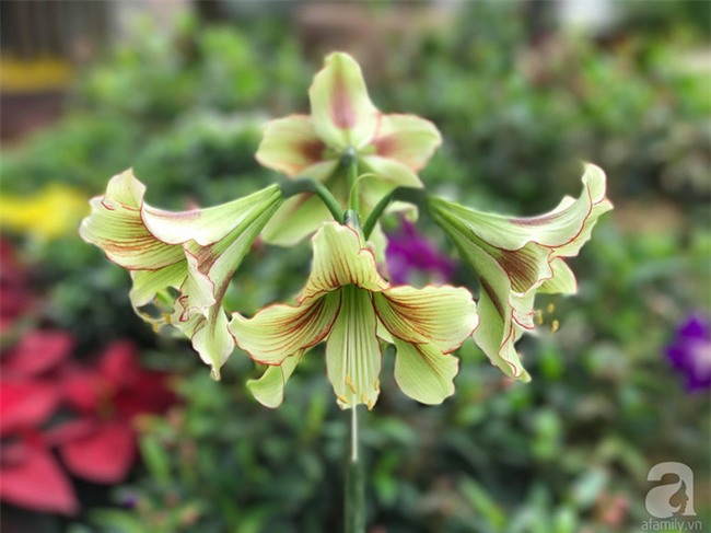 Khu vườn có đến hơn 300 gốc hoa Lan huệ đẹp như chốn thiên đường của người phụ nữ Hà Thành - Ảnh 18.