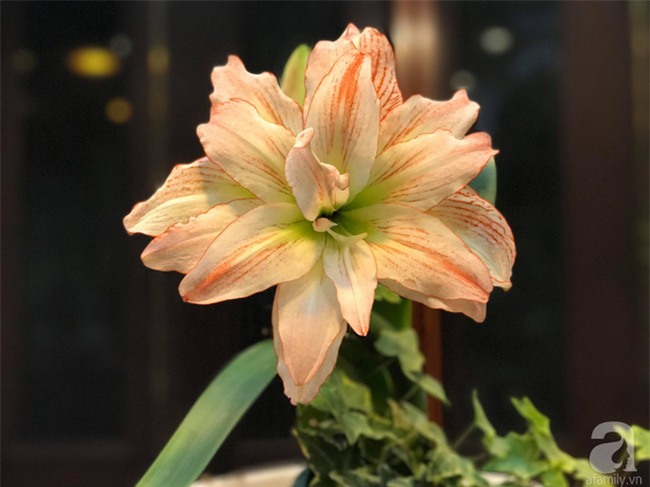 Khu vườn có đến hơn 300 gốc hoa Lan huệ đẹp như chốn thiên đường của người phụ nữ Hà Thành - Ảnh 19.