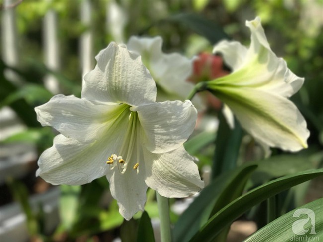 Khu vườn có đến hơn 300 gốc hoa Lan huệ đẹp như chốn thiên đường của người phụ nữ Hà Thành - Ảnh 21.