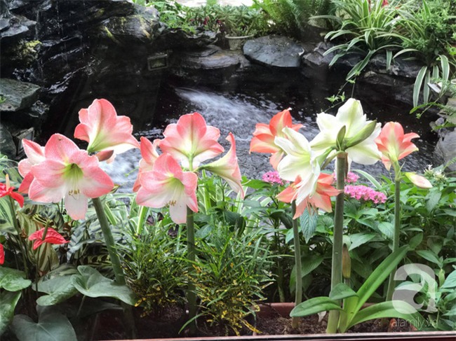 Khu vườn có đến hơn 300 gốc hoa Lan huệ đẹp như chốn thiên đường của người phụ nữ Hà Thành - Ảnh 5.