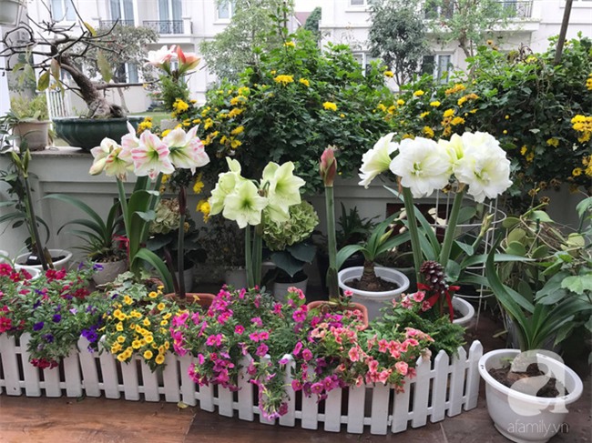 Khu vườn có đến hơn 300 gốc hoa Lan huệ đẹp như chốn thiên đường của người phụ nữ Hà Thành - Ảnh 6.