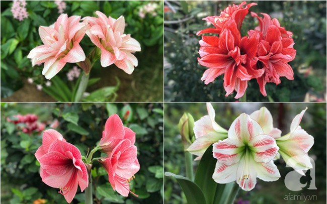 Khu vườn có đến hơn 300 gốc hoa Lan huệ đẹp như chốn thiên đường của người phụ nữ Hà Thành - Ảnh 8.