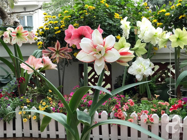 Khu vườn có đến hơn 300 gốc hoa Lan huệ đẹp như chốn thiên đường của người phụ nữ Hà Thành - Ảnh 9.