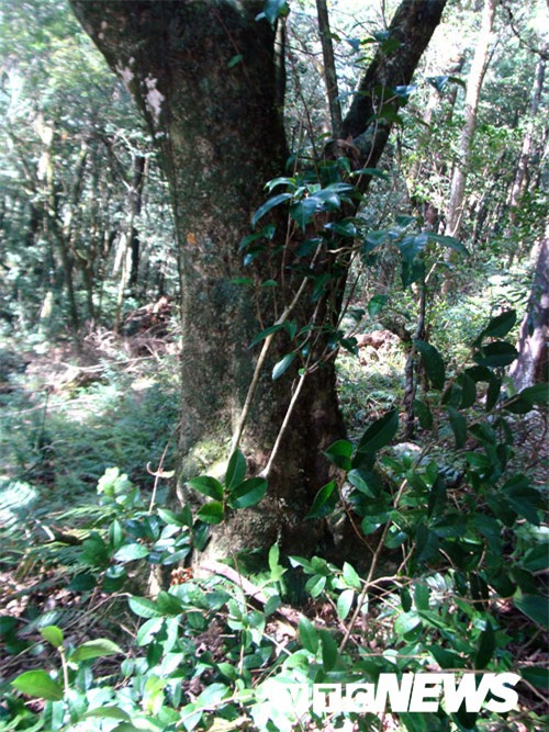 chè cổ thụ,chè đặc sản