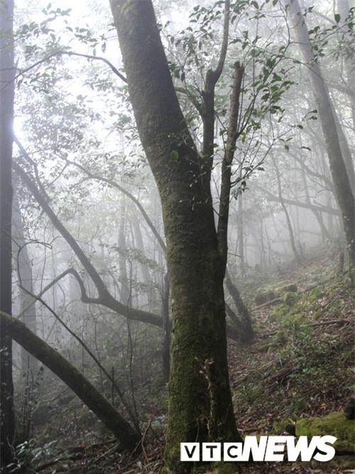 chè cổ thụ,chè đặc sản