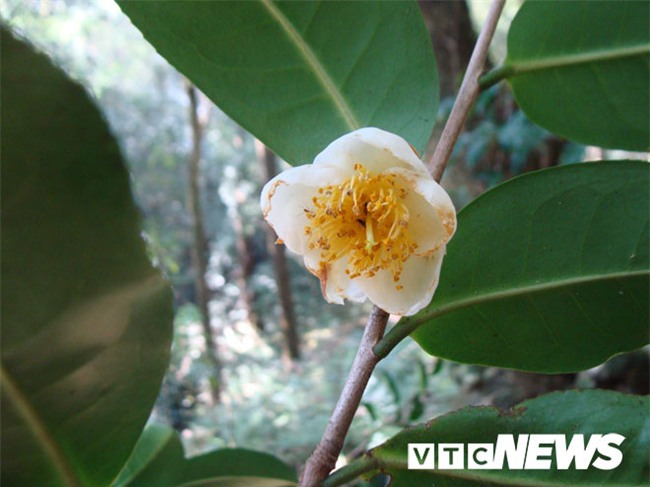 chè cổ thụ,chè đặc sản