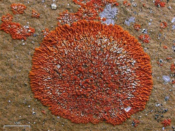 su that ve “tang da no hoa” gay xon xao du luan tai quang nam - 6