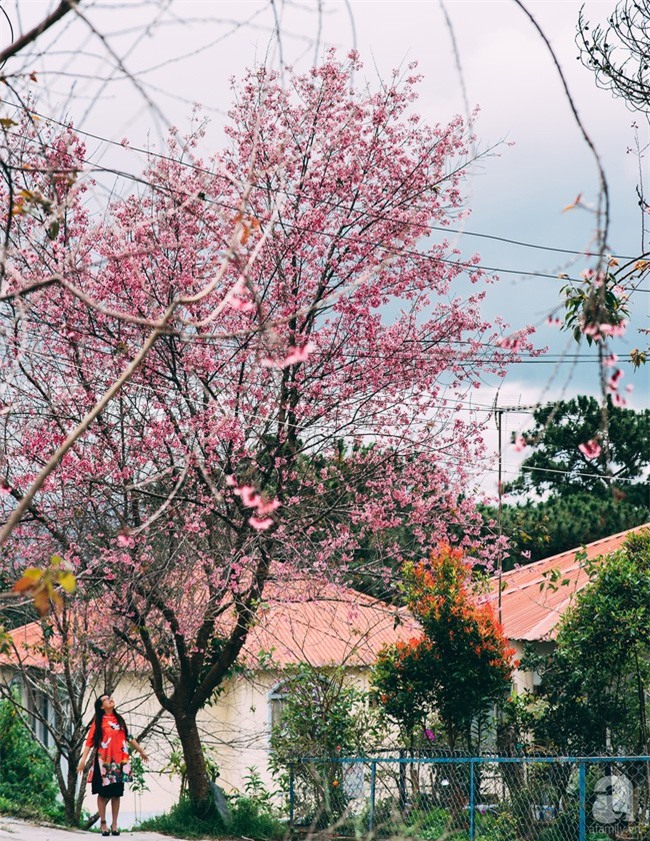 5 điểm du lịch đẹp ngất ngây, đáng giá từng xu cho những ngày tháng Giêng mải miết ăn chơi - Ảnh 20.