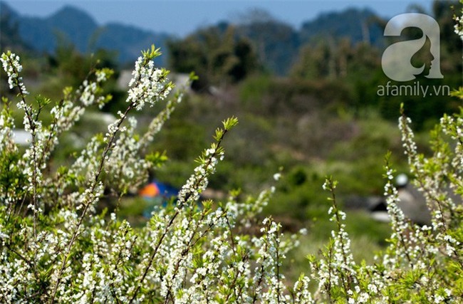 5 điểm du lịch đẹp ngất ngây, đáng giá từng xu cho những ngày tháng Giêng mải miết ăn chơi - Ảnh 9.