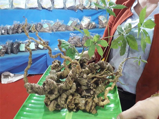 sâm Ngọc Linh,sâm quý,nhân sâm