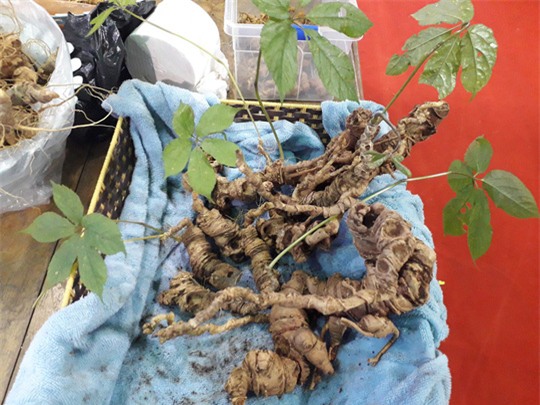 sâm Ngọc Linh,sâm quý,nhân sâm