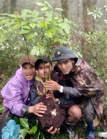 sâm Ngọc Linh,sâm quý,nhân sâm,sâm Ngọc Linh giả