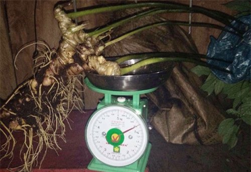 sâm Ngọc Linh,sâm quý,nhân sâm,sâm Ngọc Linh giả