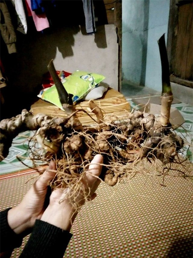 sâm Ngọc Linh,sâm quý,nhân sâm,sâm Ngọc Linh giả