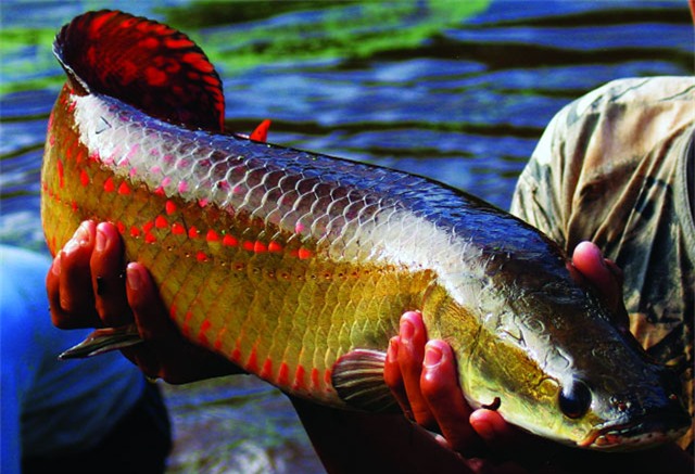 cá cảnh,thú chơi đại gia,đại gia chơi ngông