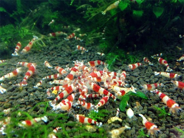 cá cảnh,thú chơi đại gia,đại gia chơi ngông