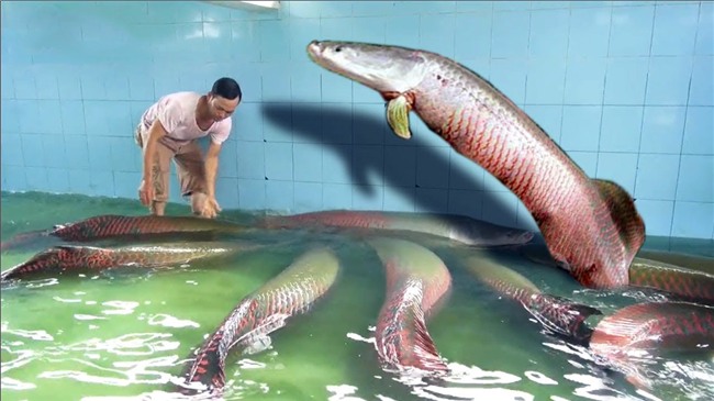 cá cảnh,thú chơi đại gia,đại gia chơi ngông