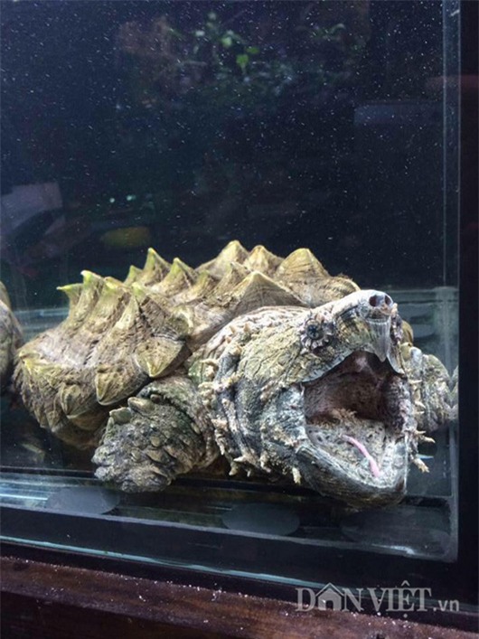 cá cảnh,thú chơi đại gia,đại gia chơi ngông