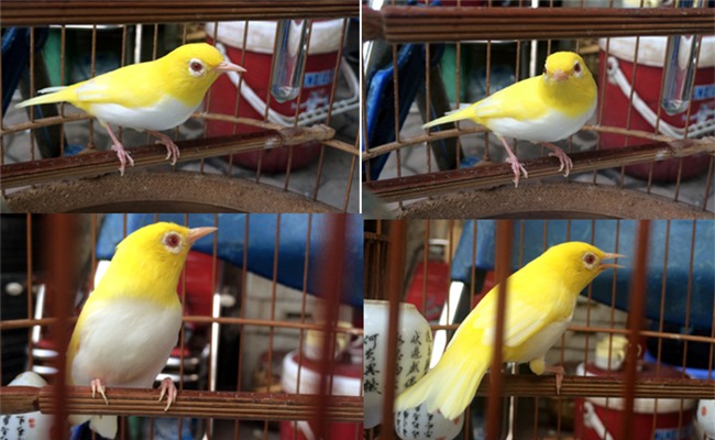 cá cảnh,thú chơi đại gia,đại gia chơi ngông